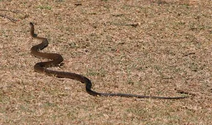 Șarpe negru Mamba - șarpe periculos în Africa