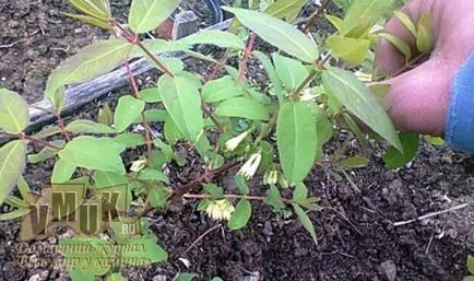 Honeysuckle comestibile cu fotografii de plantare, de îngrijire, de reproducere, cele mai bune note