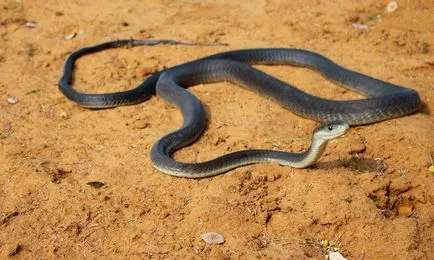 Șarpe negru Mamba - șarpe periculos în Africa