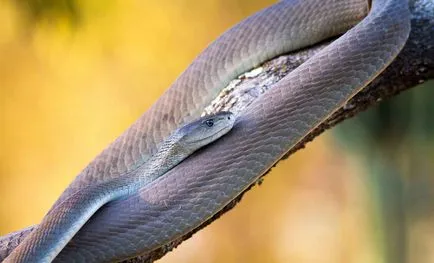 Șarpe negru Mamba - șarpe periculos în Africa