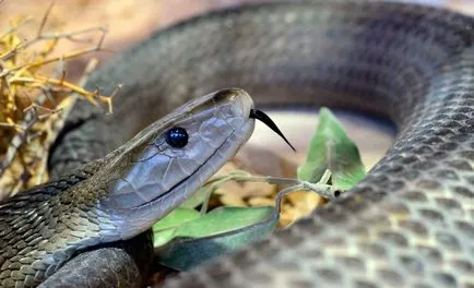 Snake fekete mamba - veszélyes kígyó Afrikában