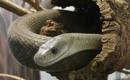 Șarpe negru Mamba - șarpe periculos în Africa