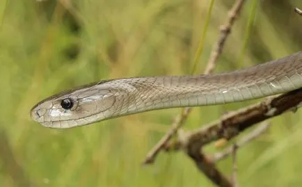 Snake fekete mamba - veszélyes kígyó Afrikában
