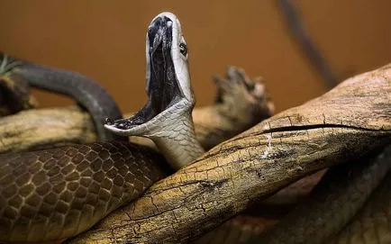 Șarpe negru Mamba - șarpe periculos în Africa