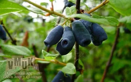 Honeysuckle comestibile cu fotografii de plantare, de îngrijire, de reproducere, cele mai bune note