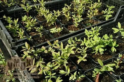 Honeysuckle comestibile cu fotografii de plantare, de îngrijire, de reproducere, cele mai bune note