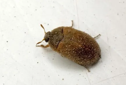 Carpet бръмбар Beetle в апартамент - как да се отървете