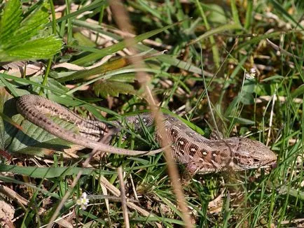 Lizard описание влечуго