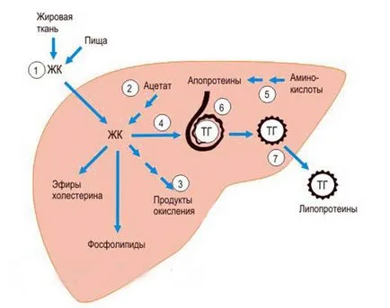 Steatosis a máj - azaz okoz, tünetei, mint veszélyes