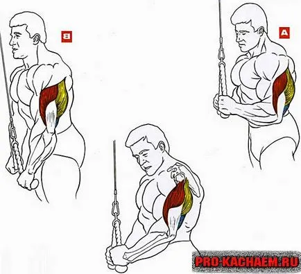 Nyomja meg, hogy az alsó blokk szimulátor, tricepsz - pro-Kach - Bodybuilding kezdőknek