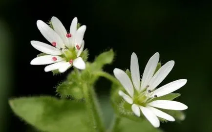 tinctură roccina pentru tiroida, plante medicinale roccina, caracteristici și utile