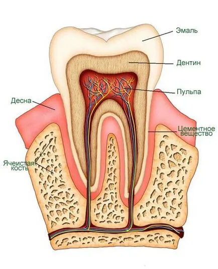 dinți umani, structura dintelui, functia dinte