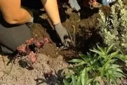 Як правильно посадити півонії (півонії) Як правильно посадити півонії