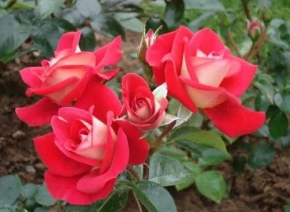 Як правильно купувати і зберігати саджанці троянд (зберігати) Як правильно купувати і зберігати саджанці троянд