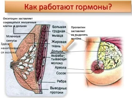 Як правильно зціджувати грудне молоко руками інструкція (як правильно зціджувати грудне молоко руками відео) Як правильно зціджувати грудне молоко руками інструкція