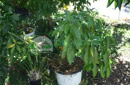 Авокадо от камък - как да отглеждат тропическо растение къща