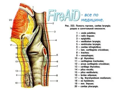 Anatomia omului a cavității laringelui