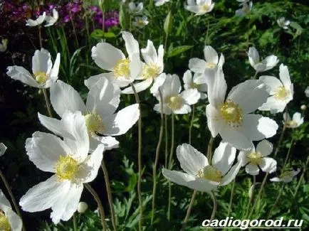 flori de anemone