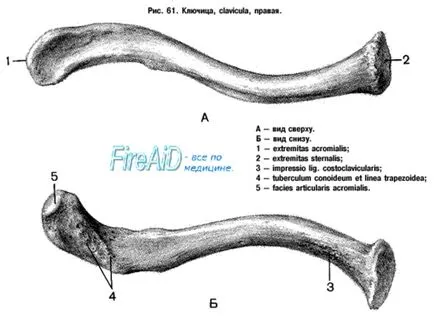 анатомия ключица