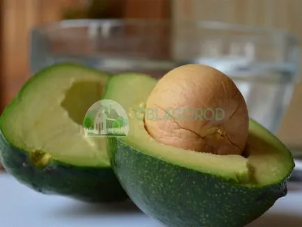 Avocado dintr-o piatră - cum să crească o casă de plante tropicale