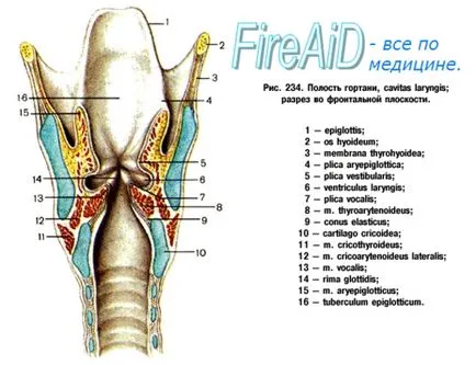 Anatomia omului a cavității laringelui