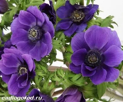 flori de anemone