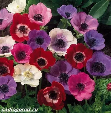 flori de anemone