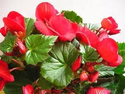 Begonia - îngrijirea și propagarea begonii tuberoase