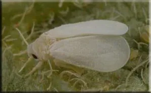 Whitefly (Aleyrodidae)