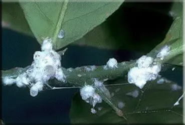 Whitefly (Aleyrodidae)