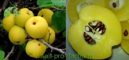 Japonica - frumusete nepretențioasă