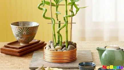 Bamboo a lakásban Feng Shui - számát jelenti