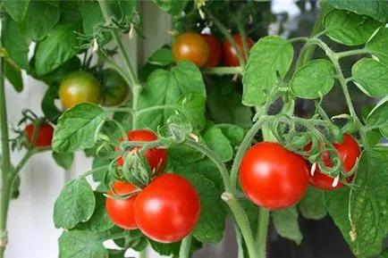 Балкон чудо - домати на балкона и в открито поле