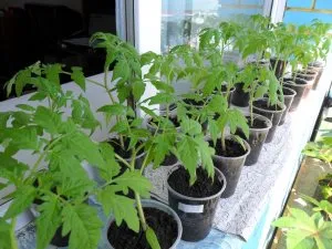 zile faste pentru plantarea de tomate, în 2017 a calendarului lunar