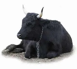 Ox (Ox) jel ET horoszkóp jellemző jele horoszkóp Bull