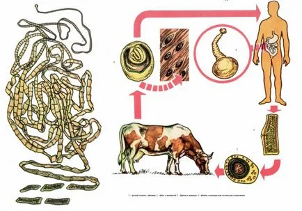 Szarvasmarha galandféreg az emberi megjelenés életciklus és képek