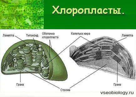 Біологія для студентів - 01