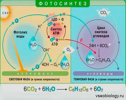 Біологія для студентів - 01