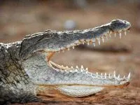 Swamp krokodil, mocsári krokodil (Crocodylus palustris) képterüiei szülőhelye leírásának színe a fogak