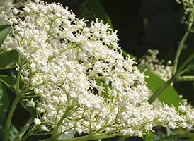 Sambucus нигра лечебни свойства и противопоказания