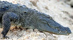 Swamp krokodil, mocsári krokodil (Crocodylus palustris) képterüiei szülőhelye leírásának színe a fogak
