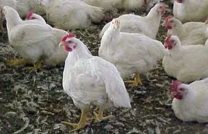 Broilers vágáskor és előkészítése baromfi levágása