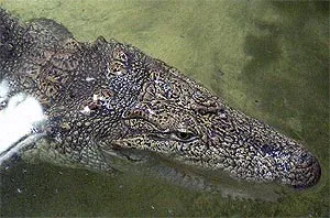 Swamp krokodil, mocsári krokodil (Crocodylus palustris) képterüiei szülőhelye leírásának színe a fogak