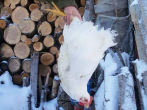 Broilers vágáskor és előkészítése baromfi levágása