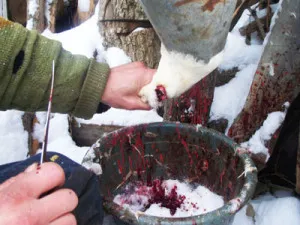 Broilers vágáskor és előkészítése baromfi levágása