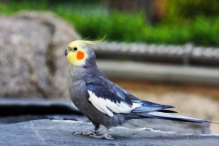 Болести размножават папагал Cockatiel симптоми, диагностика и лечение на болестта