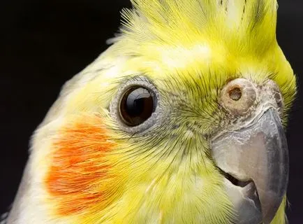 Болести размножават папагал Cockatiel симптоми, диагностика и лечение на болестта