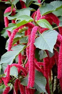 Acalypha или лисича опашка