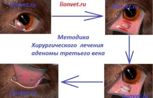 Adenomul secolului al treilea, Urgență veterinară