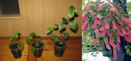 Acalypha - otthoni gondozást, tenyésztés, faj